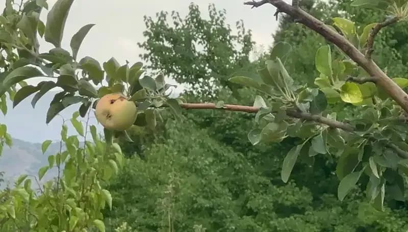 Yüzyılın Don Olayı: Yalnızca Bir Elma Yetişti, O da Çürüdü