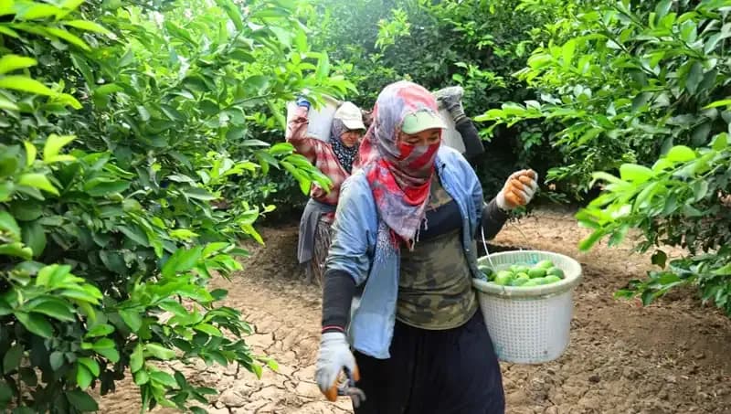 Marketlerde Sebze Fiyatları Yükseliyor: 150 Lira Eşiğini Aştı!