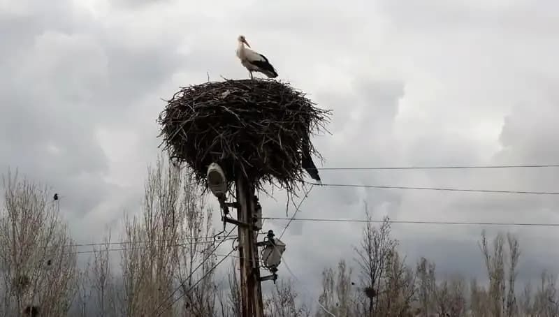 Leyleklerin Muş Ovası'na Dönüşü: Baharın Gelişinin Müjdecisi