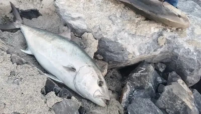 Oltayla Yakalanan 65 Kilo Balık, 18 Bin TL’ye Yeni Sahibini Buldu!