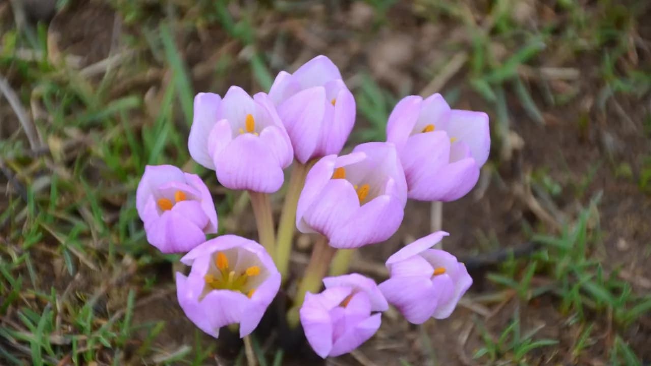 Biyolojik Kaçakçılara Rekor Ceza!