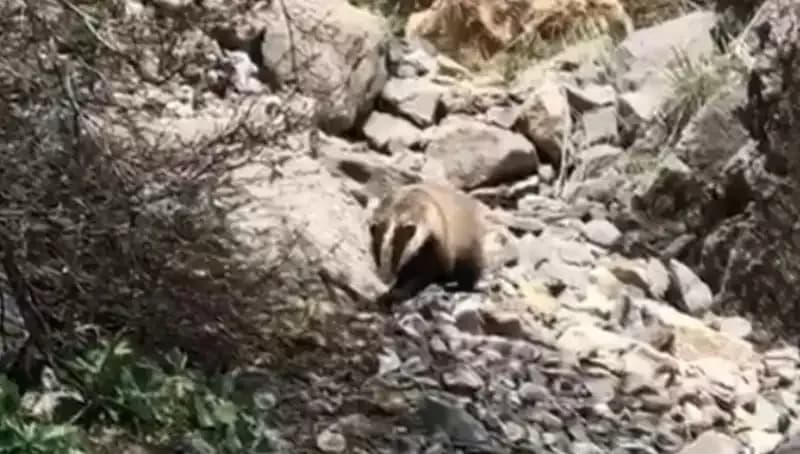 Nesli Tükenmekte Olan Türler Batman’da Görüntülendi: Neden Bu Kadar Önemli?