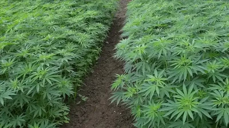 Kenevir Yetiştiriciliğinde Devrim Niteliğinde Karar: 21 İl İçin Onay Verildi