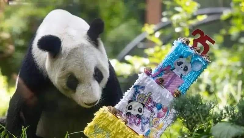 Dev Panda Xin Xin, 35 Yıl Sonra İlk Kez Bir Partiyle Kutladı!