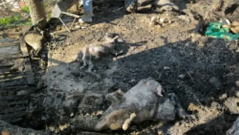 Ağılda Çıkan Yangın: 11 Hayvan Telef Oldu, Dört Yılın Anıları Küllerle Gitti