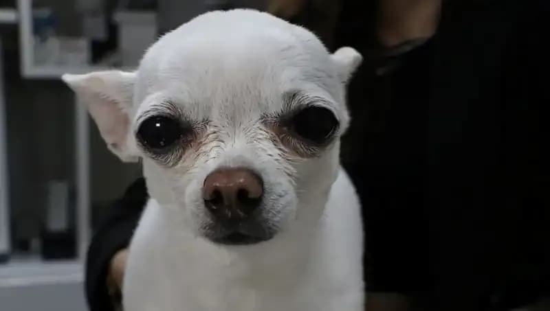 Gece Horlamasıyla Uyandıran "Mini": Bu Küçük Arkadaşın Hikayesi