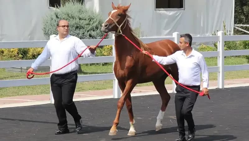 Taşkın Kral: Rekor Peşindeki Efsane Hidrologun Hikayesi