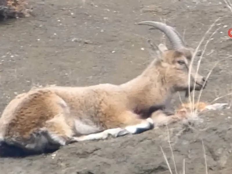Erzurum'da Kaçak Avcıların Vurduğu Yaban Keçisi Yaralı Bulundu