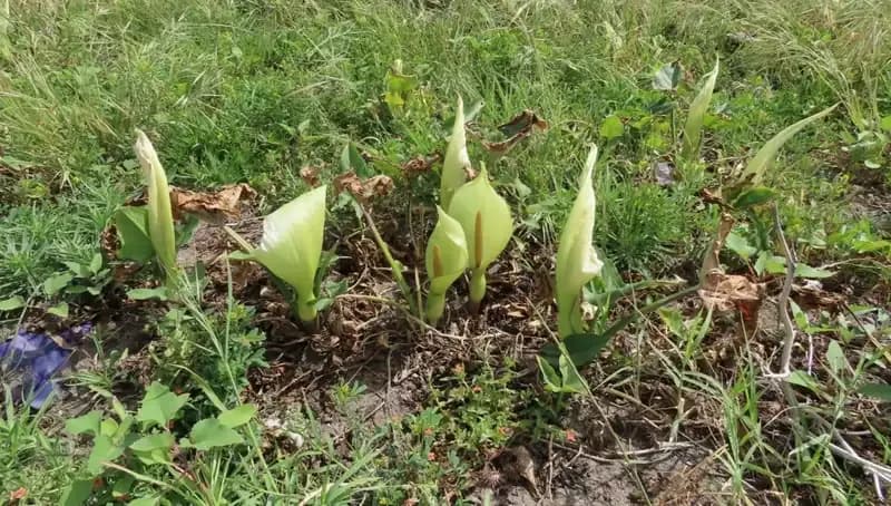 Türkiye’nin Yerel Bitkisi Tirşik, Tehdit Altında: Koruma Vakti Geldi
