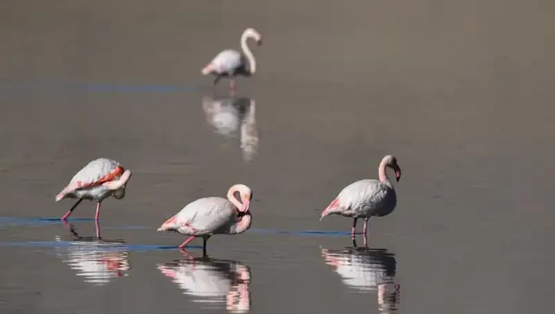 Kuraklık Kuş Cenneti Flamingoları Tehdit Altında: Sayıları Tehlikeli Şekilde Azalıyor