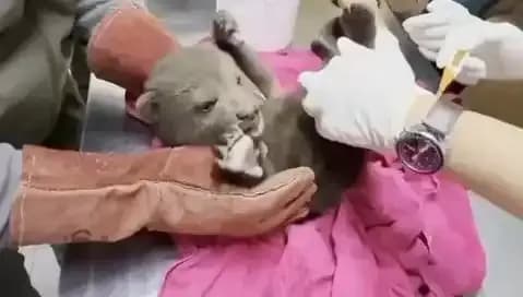 Karabük'te Yavru Bozayı Bulundu: Bu Sevimli Hayvanın Hikayesi Ne?