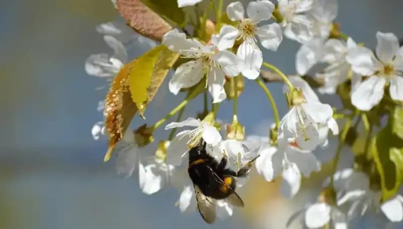 Hıdırellez Ne Zaman? 2025 Takvimiyle Geleneği Kutlayın!