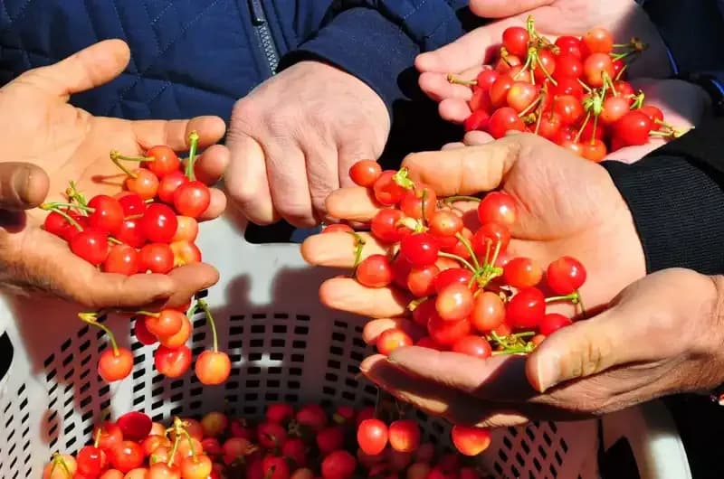 İlk Hasatta Şaşırtan Fiyat: Kilogramı 3,500 TL'den Satışa Çıktı