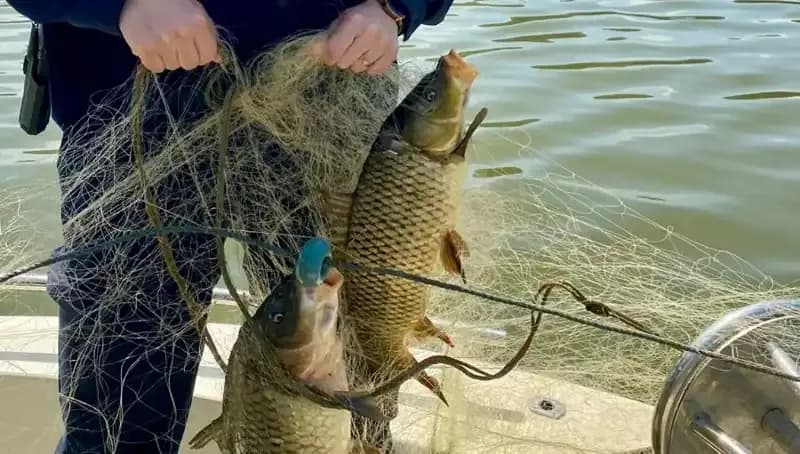 Samsun'da Ağa Takılan Balıklar Kurtarıldı, Doğa Severlerden Destek Geldi