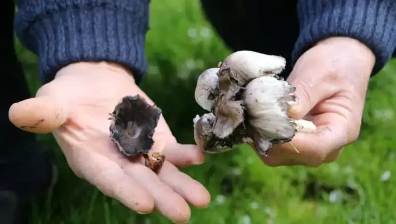 Türkiye'nin Yerel Bitkileri: Doğada Kendiliğinden Yetişen 40 Tür ve Bilinçsiz Tüketim Tehlikesi