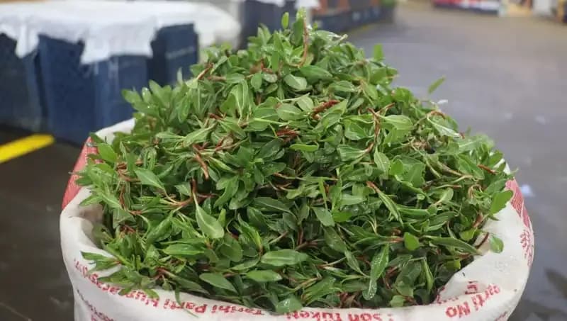 Doğanın Hazinesi: 150 TL'lik Şifa Kaynağı Bitkinin Faydaları ve Kullanım Alanları