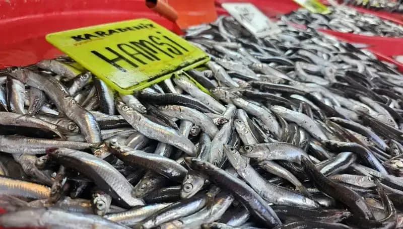 Balık Tezgahlarında Hamsi, Sardalya ve Levrek Zamanı: Şimdi Alışverişin Tam Sırası!