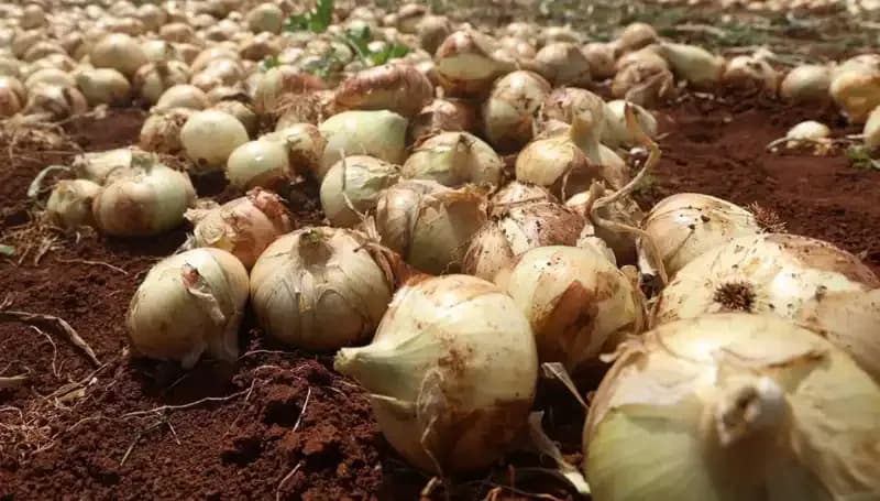 Hatay'da Soğan Hasadı Başladı: Çiftçiler İçin Umut Parlak!