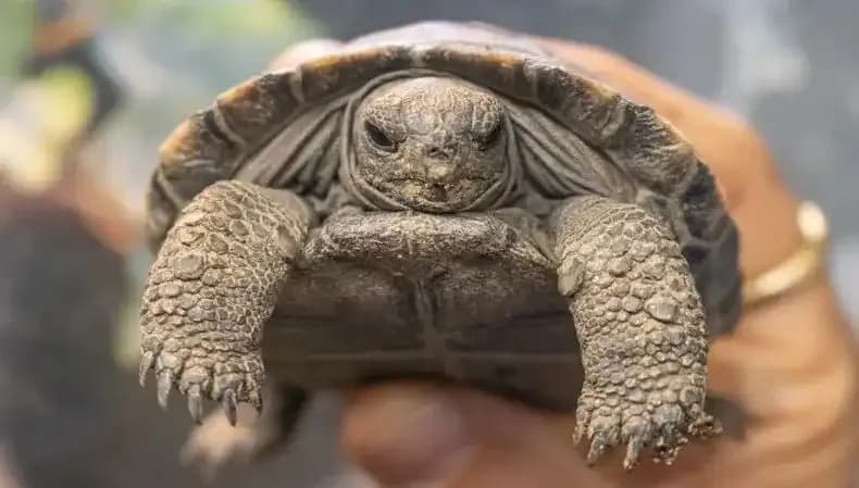 100 Yıllık Kaplumbağalar İlk Kez Ebeveyn Olmanın Coşkusunu Yaşıyor