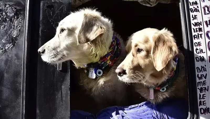 Evcil Hayvan Sahiplerine Müjdeli Haber: Son Tarih 31 Aralık 2025'e Uzatıldı!