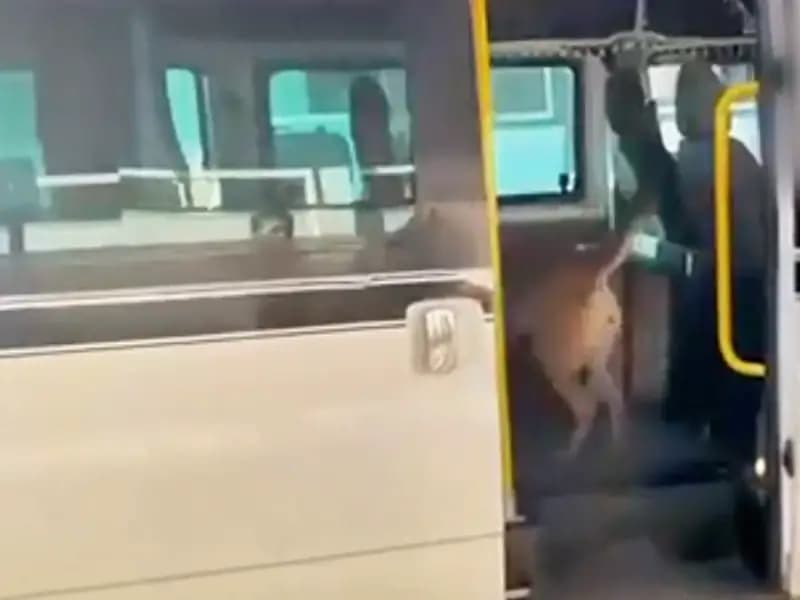 Torbacılara Yönelik Operasyon: 1 Ton Uyuşturucu Ele Geçirildi