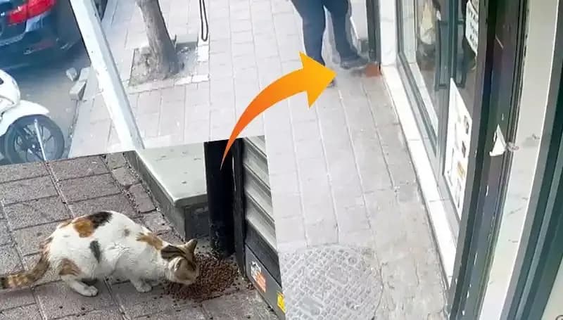 Kedilerin Yüzde Yüz Keyif Aldığı Mama Dağıtımı Kaçışla Sonuçlandı