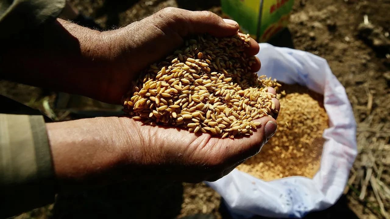 Ata Tohumları Artık Tarım Kredi Marketlerinde Satışta!