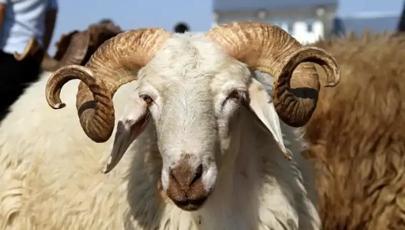 Kurban Bayramı Takvimi 2025: Hangi Gün İdrak Edilecek?