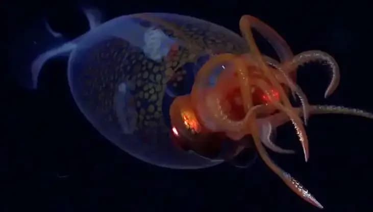 Denizin Derinliklerinde Gizemli Dev Kalamarın İlk Canlı Görüntüsü Elde Edildi