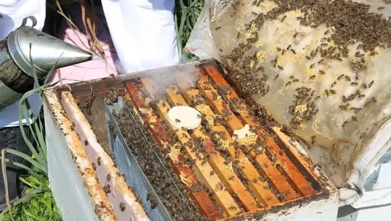 Ata Mesleğini Yaşatıyor: Genç Arıcı Yurt Dışından Sipariş Alıyor