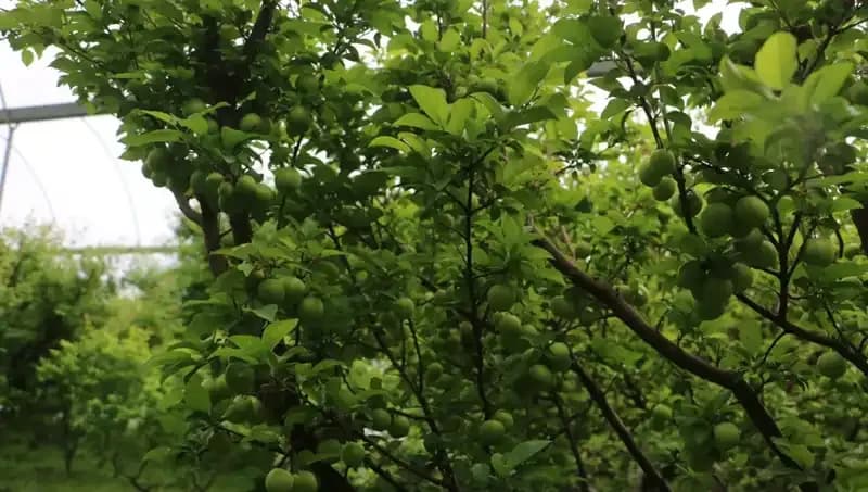 Hatay'ın Eşsiz Ürünleri: 4 Bin Metrekarede 500 TL'lik Sırları