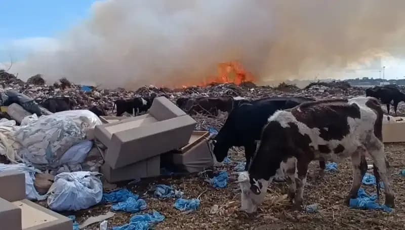 Antalya'da Yangın Felaketi: İnekler ve Çoban Alevlerin Ortasında Kaldı