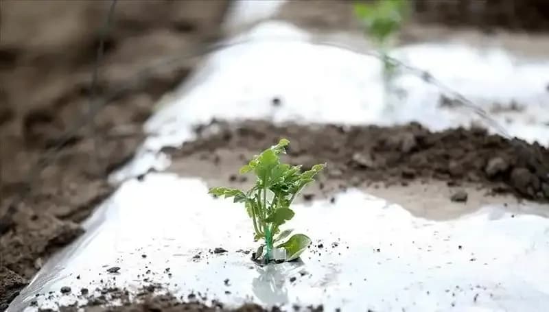 Zirai Don Desteği Başvurusunda Bilmeniz Gereken Tüm Ayrıntılar