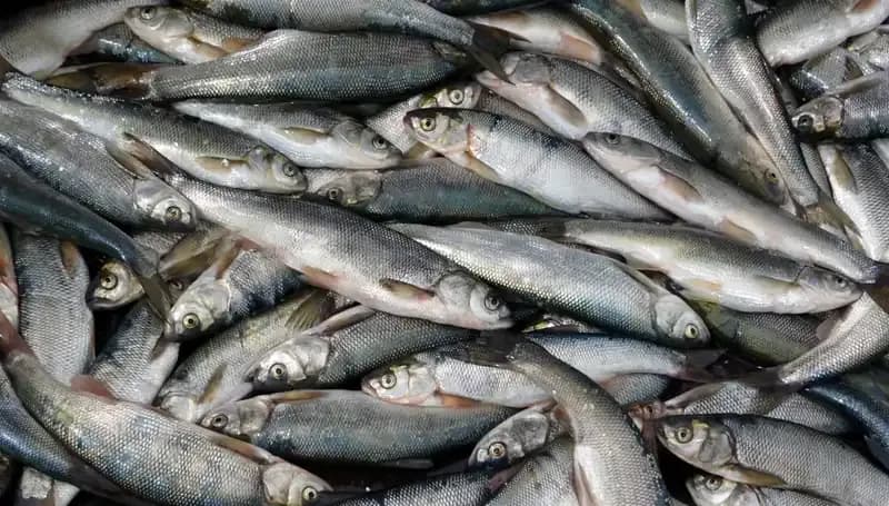 Van Gölü'nde İnci Kefali Koruma Dönemi: Av Yasağı Resmen Başladı