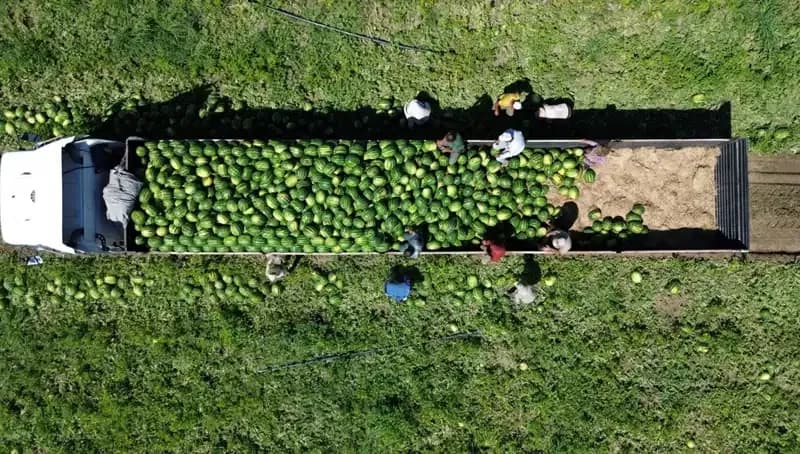 Bafra Ovası'nda 94.500 Ton Karpuz Rekoltesi Bekleniyor: Tarımda Yeni Bir Dönem