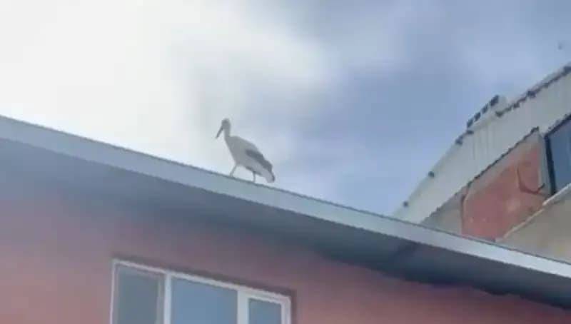 Yusuf Dayının Leyleği Bilal, Bu Yıl Yeniden Geldi!