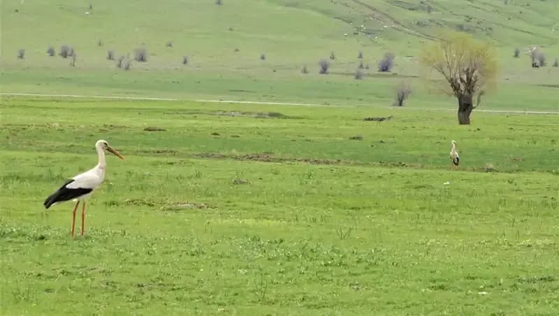 Leylekler Muş Ovası’na Dönüş Yaptı: Doğanın İhtişamı Yeniden Canlandı