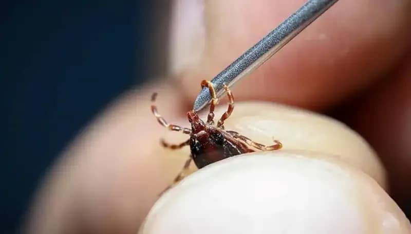 Yaz Aylarında Kene Tedirginliği: Bakanlık'tan Önemli Uyarılar ve Açıklamalar