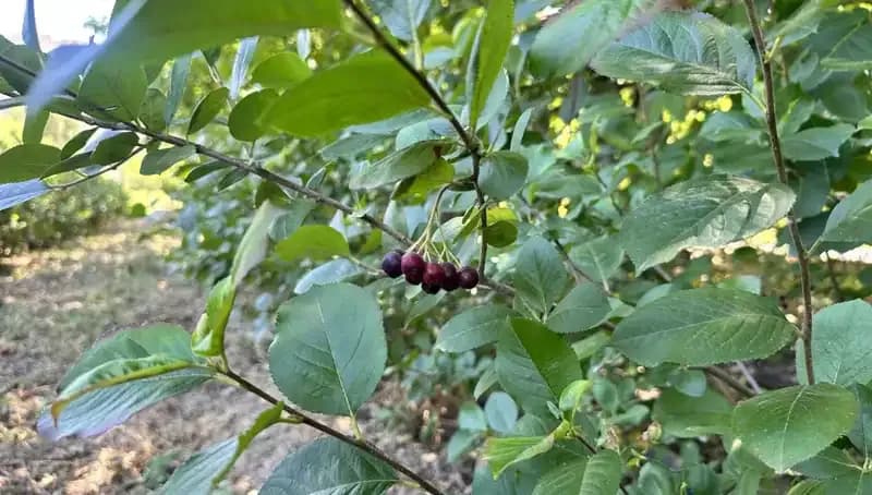 Emekli Avustralyalı, Köyünde Süper Meyve Yetiştiriciliğine Geçiş Yaptı!