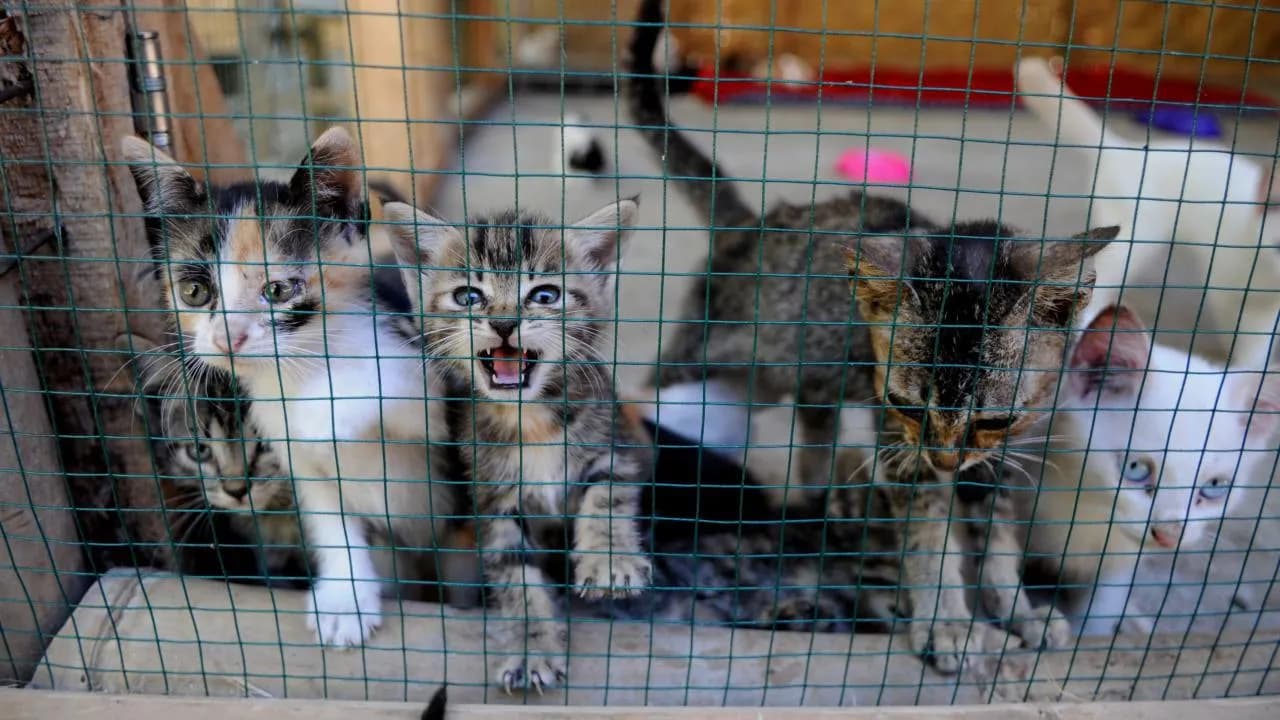 Sahiplendiği Hayvanı Kaybedenler için Yeni Karar