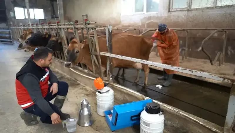 Türkiye'de Hayvancılığa Yeni Bir Soluk: Jersey Sperması Uygulaması Trabzon'da Başladı