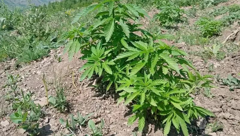 Bingöl'de Kaçak Tütün ve Kenevir Operasyonu: Gizli Üretim Açığa Çıktı