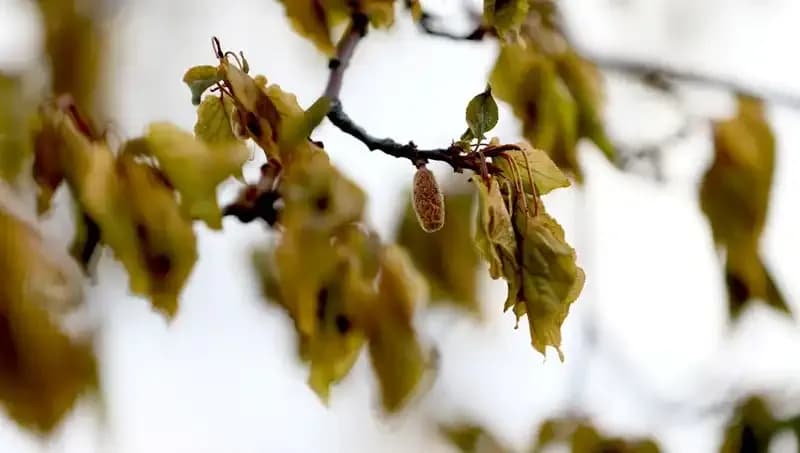 Türkiye’de Zirai Don Felaketi: Meclis Araştırma Komisyonu Kuruldu