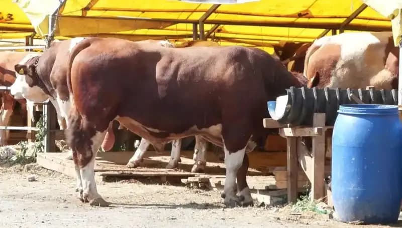 Kurban Pazarlarında Hızla Artan Hareketlilik ve Alıcı Beklentileri