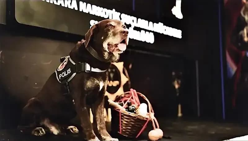 Ankara Emniyeti'nin Emektar Narkotik Köpeği Toma, 11 Yıl Sonra Emekli Oldu!