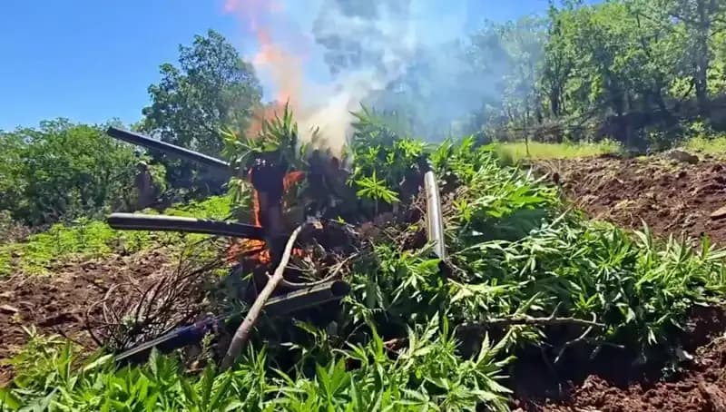 Diyarbakır'da Tarihi Kenevir ve Skunk Operasyonu: 7 Milyon Kök Ele Geçirildi!