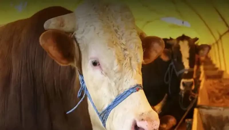 Akika Kurbanı Nedir? Gelenekleri ve Kesim Zamanı Hakkında Her Şey