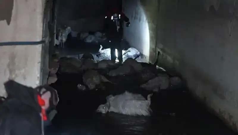 Hayvanları Tehdit Eden Korkunç Keskin Koku: Onlarca Telef Oldu