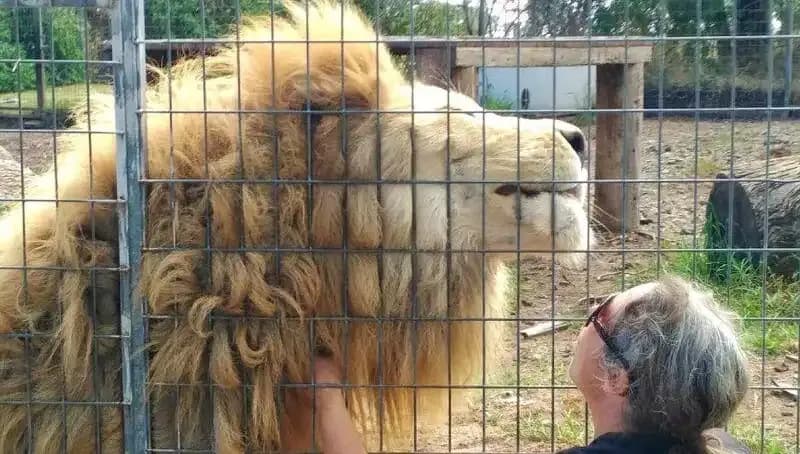 Avustralya'da Aslan Saldırısı: Kafeste Yaşanan Korkunç Olay Ülkeyi Sarstı