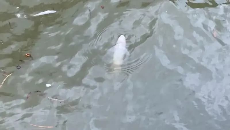 Porsuk Çayı'nda Balık Ölümlerinin Arkasındaki Gizem Ne?